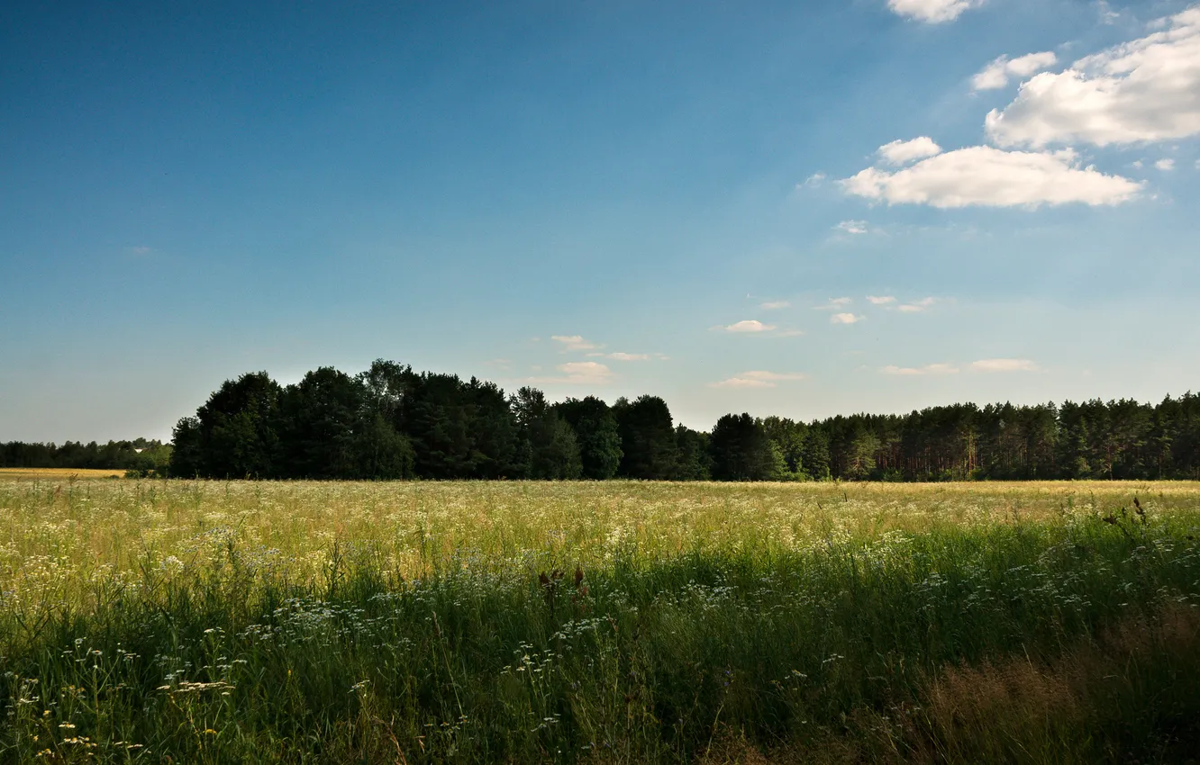 Photo wallpaper field, forest, the sky, rays, trees, space, Russia, Kazan