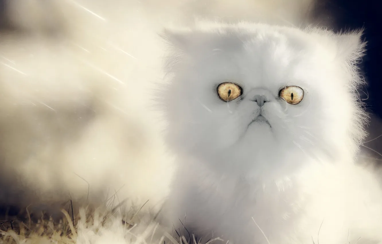 Photo wallpaper cat, look, background