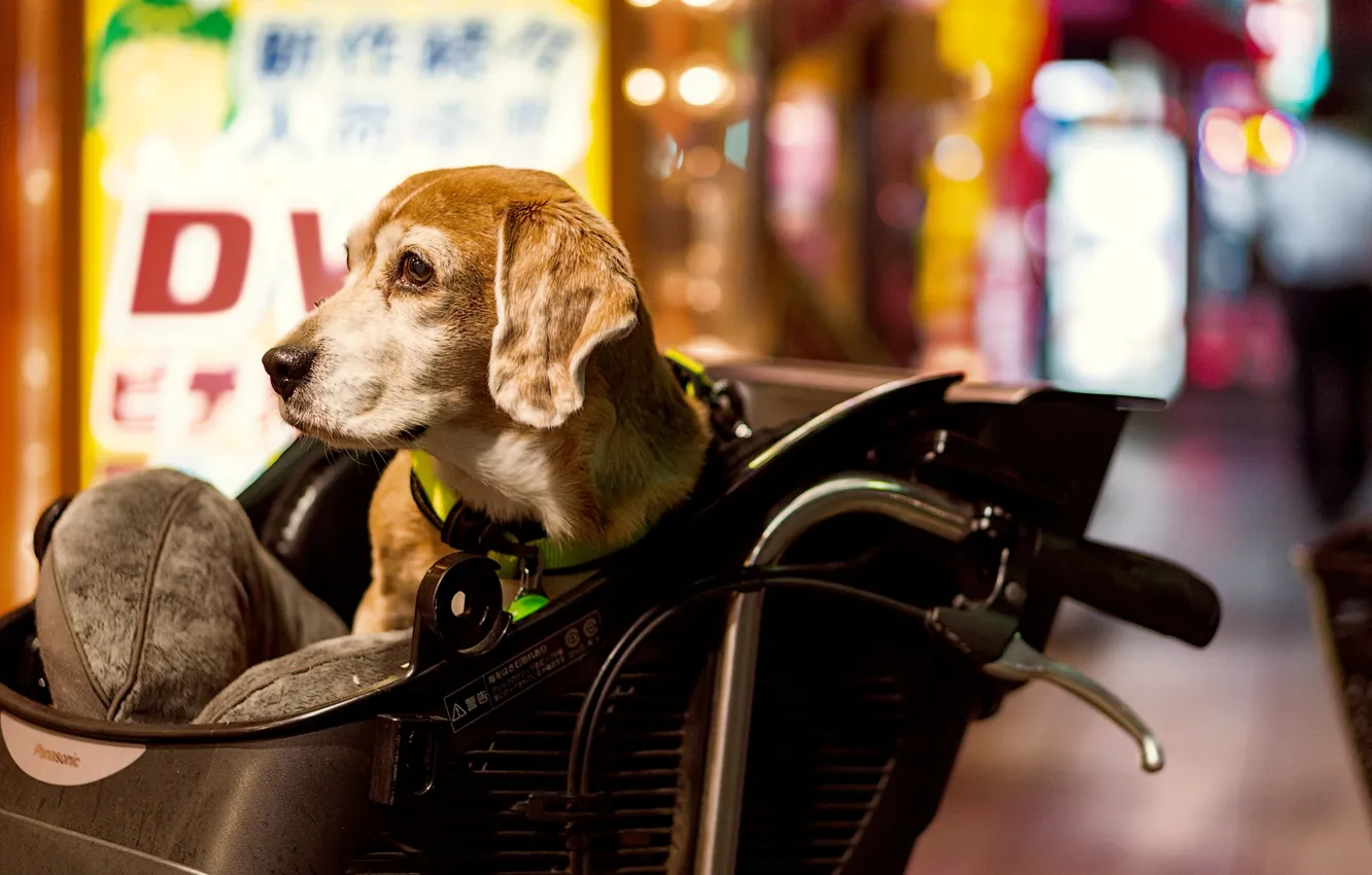 Photo wallpaper look, each, dog