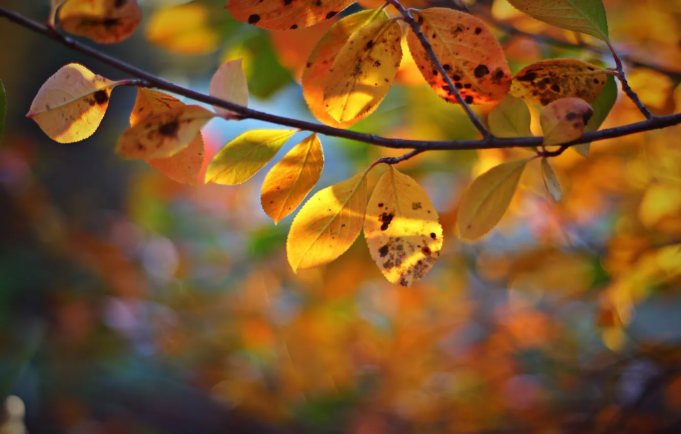 Photo wallpaper autumn, leaves, branch, bokeh