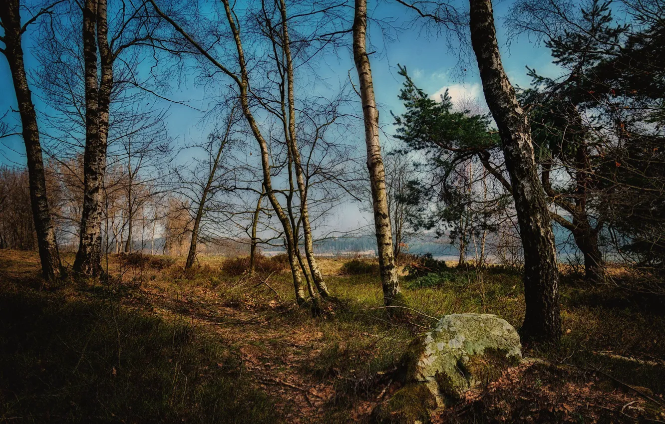 Photo wallpaper autumn, forest, grass, trees, branches, nature, blue, shore