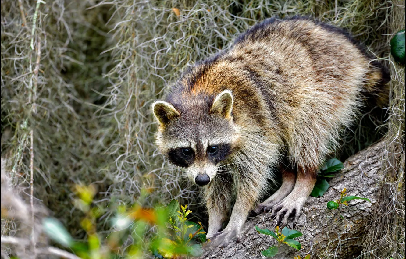 Photo wallpaper flowers, pose, raccoon, log, face