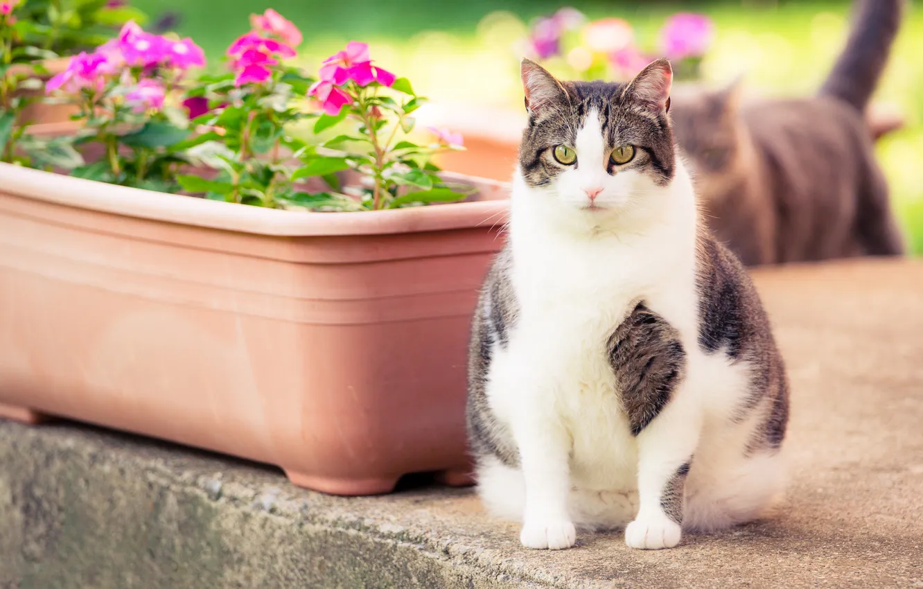 Photo wallpaper cat, cat, look, flowers, pose, garden, pink, box