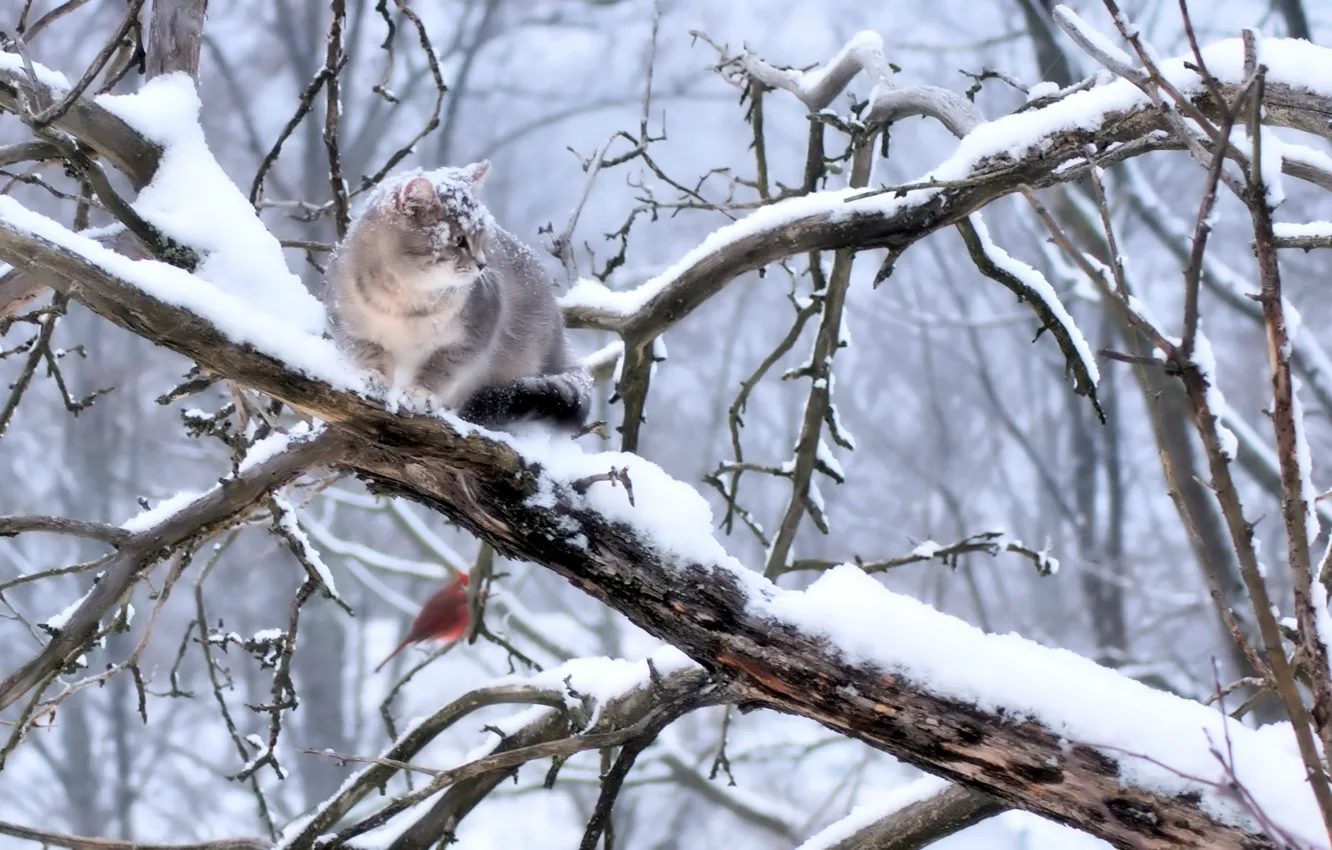 Photo wallpaper snow, bird, grey cat, sitting on a branch