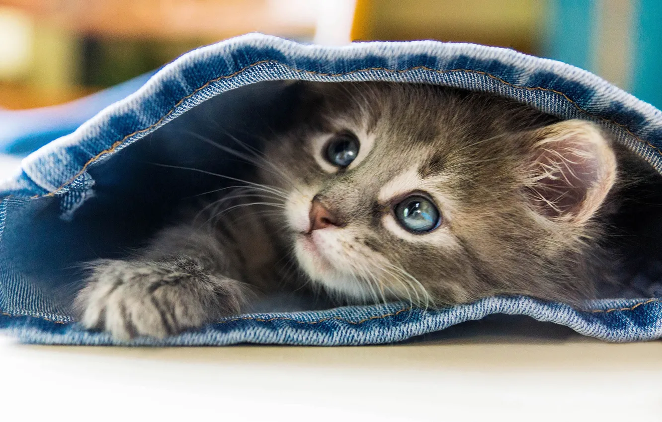 Photo wallpaper look, jeans, baby, muzzle, kitty, blue eyes, foot