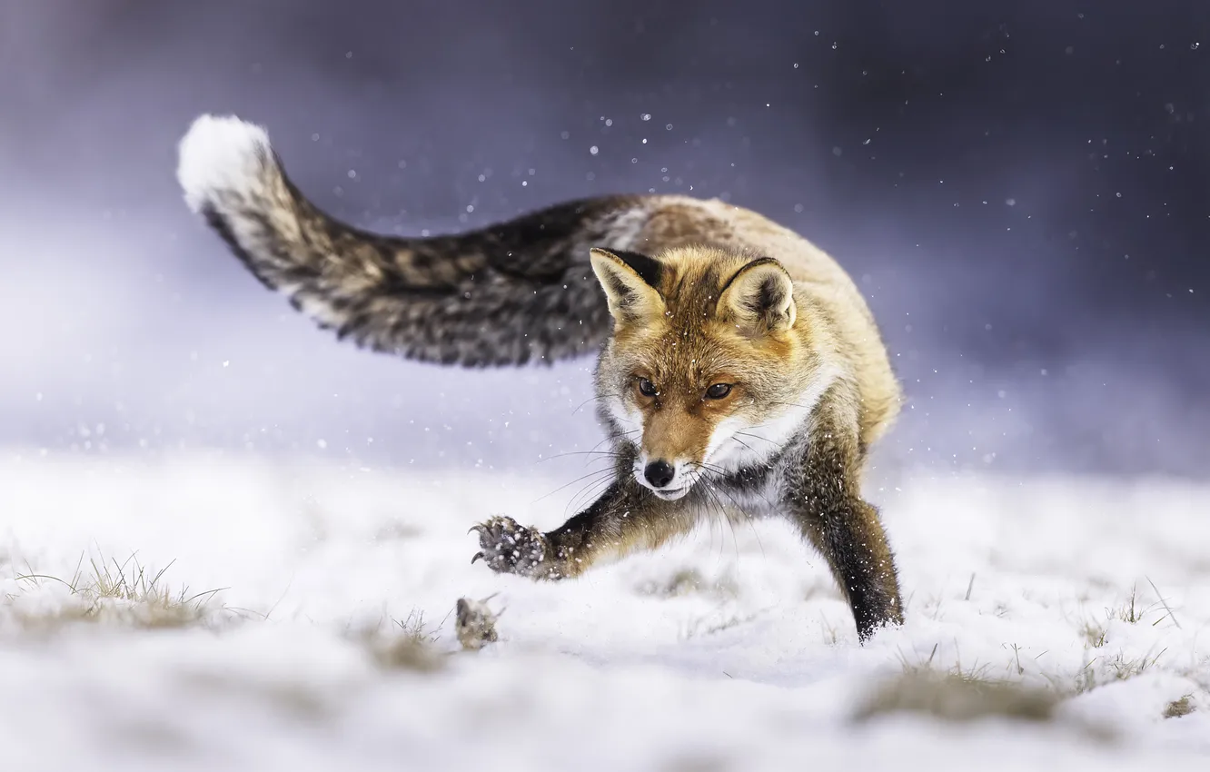 Photo wallpaper winter, Fox, hunting, Fox