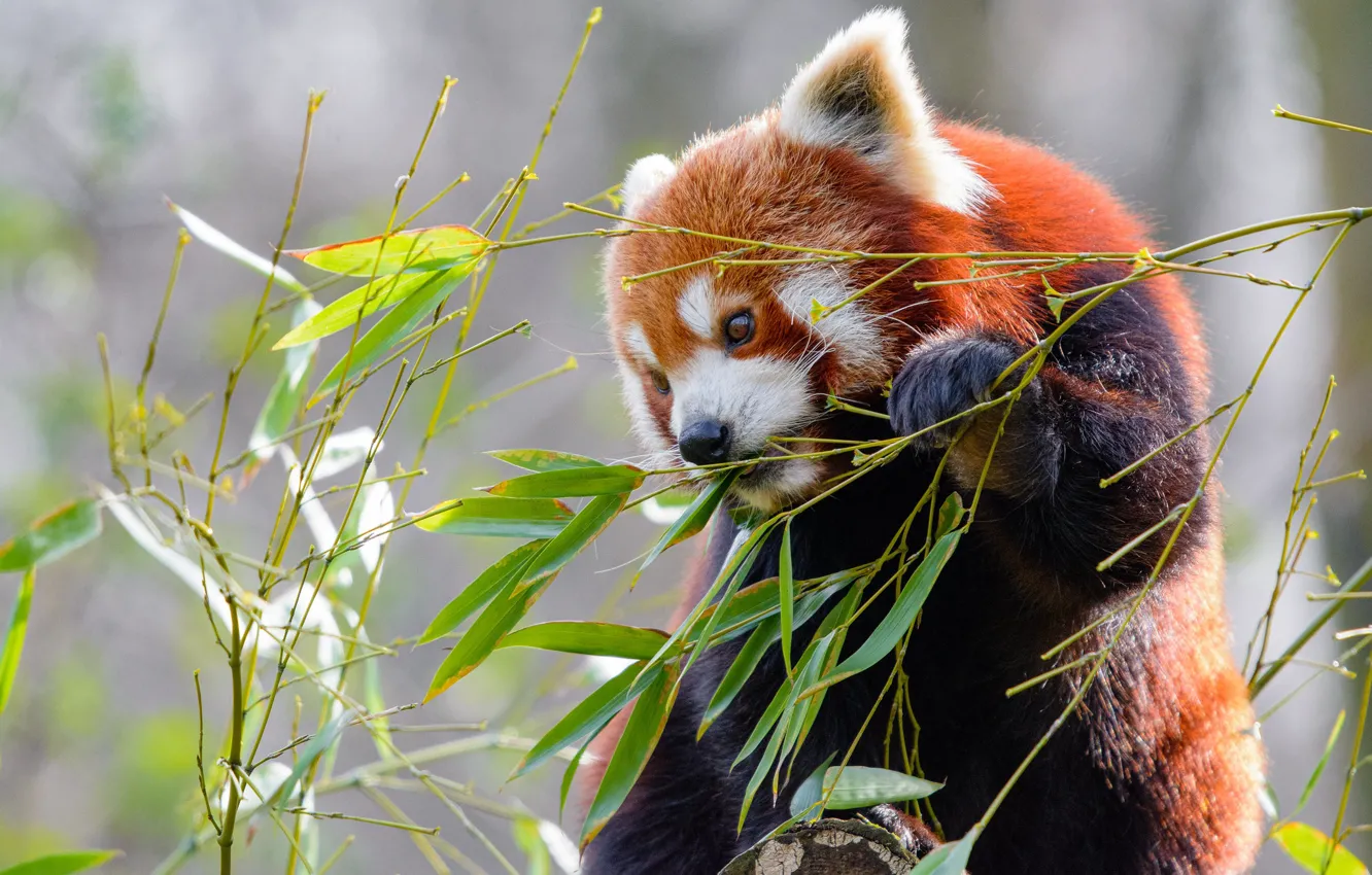 Photo wallpaper branches, Bush, Panda, red