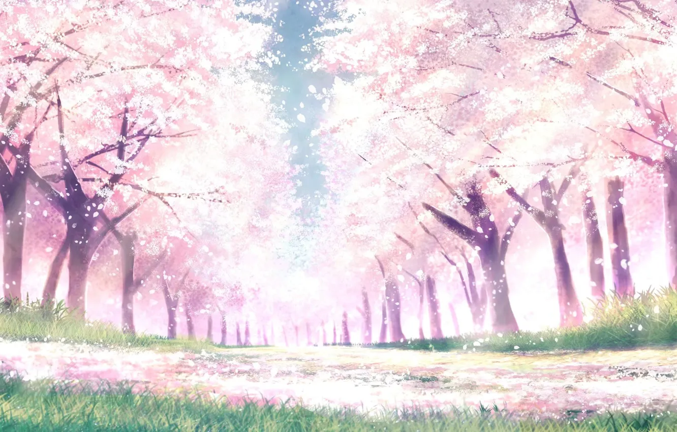 Photo wallpaper Park, spring, Sakura