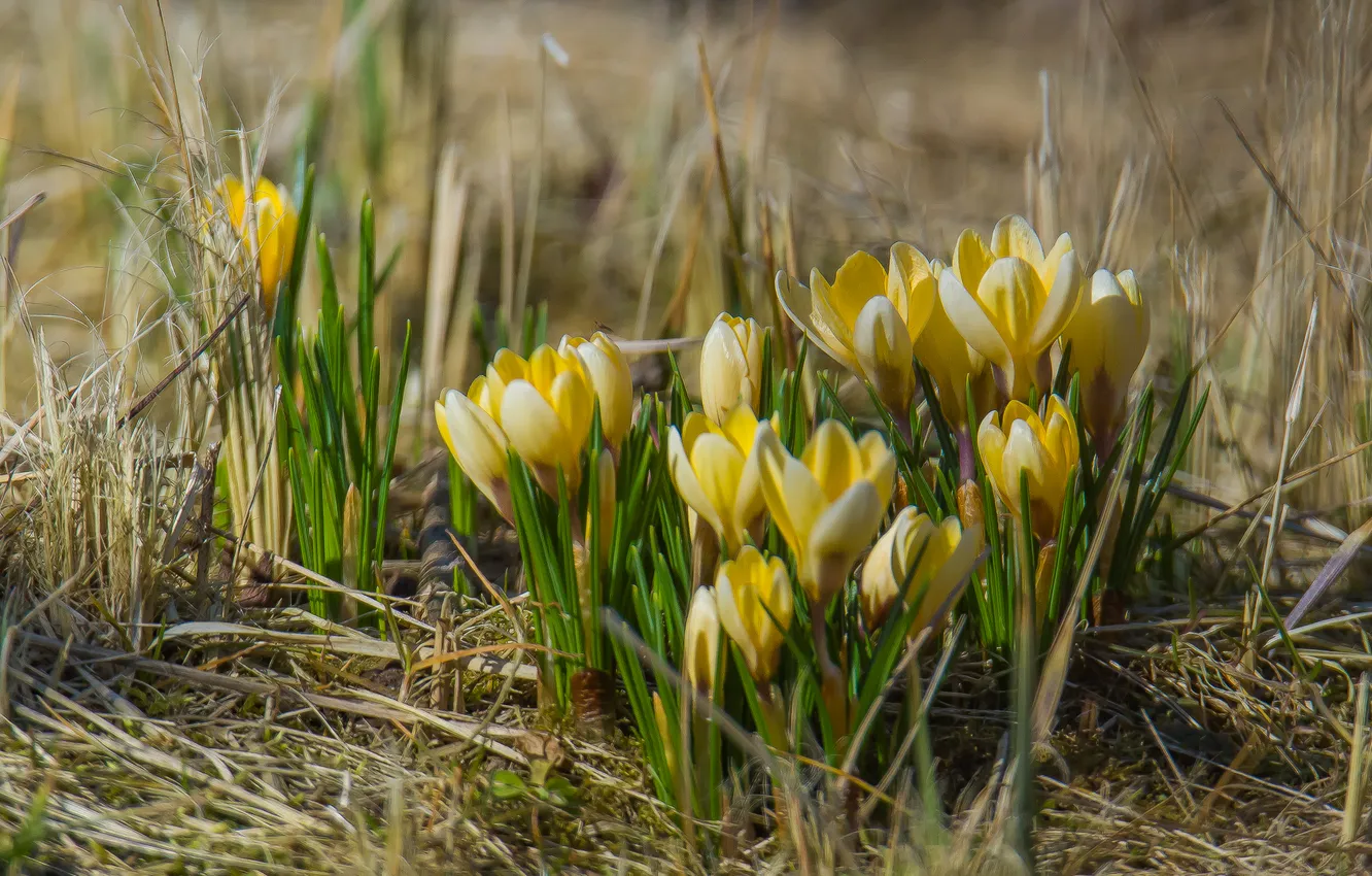 Photo wallpaper flowers, nature, spring, crocuses