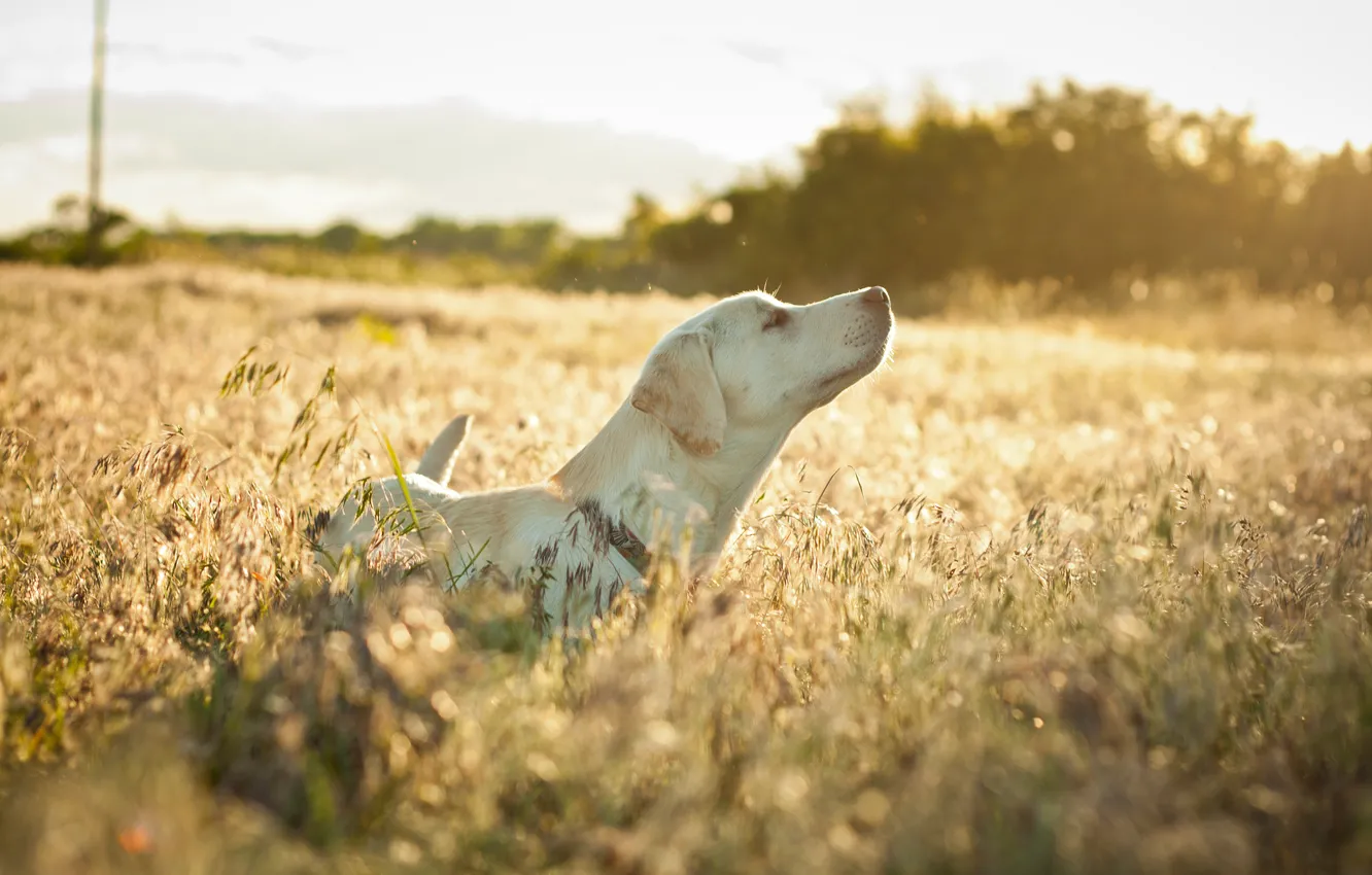 Photo wallpaper field, mood, dog, the grass is dry