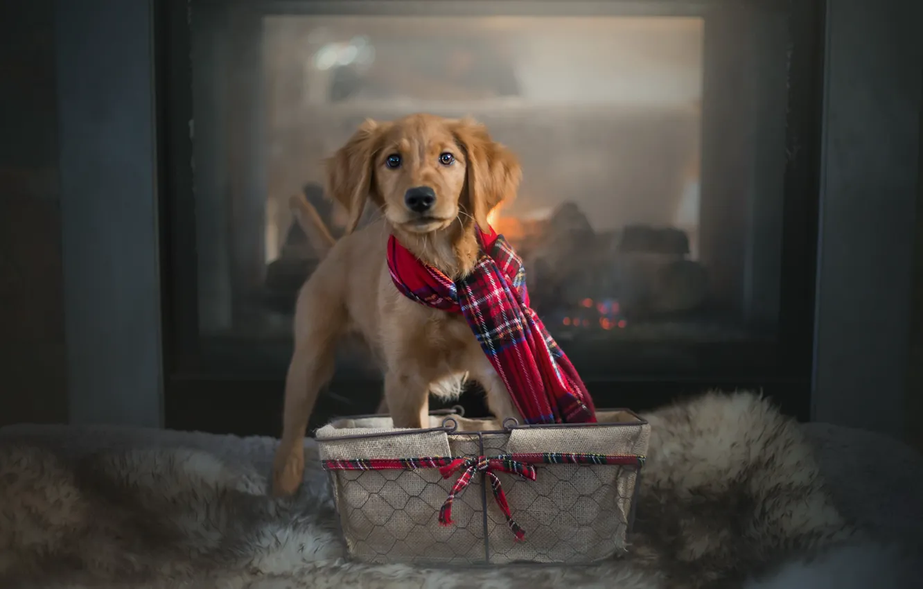 Photo wallpaper house, dog, scarf