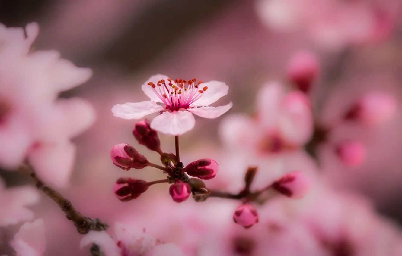 Photo wallpaper macro, flowers, tree, branch, spring, flowering
