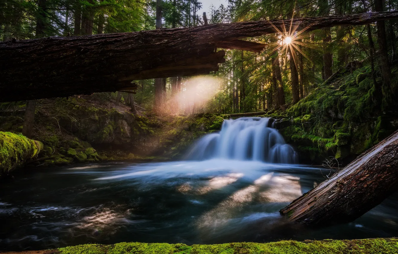 Photo wallpaper forest, river, waterfall, Oregon, log, Oregon, Whitehorse Falls, Waterfall Whitehorse