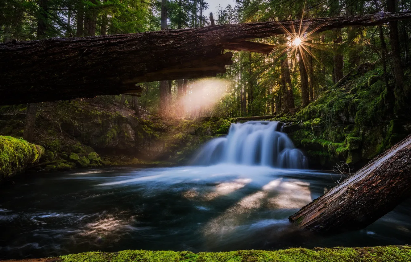 Photo wallpaper forest, river, waterfall, Oregon, Oregon, logs, Whitehorse Falls, Waterfall Whitehorse