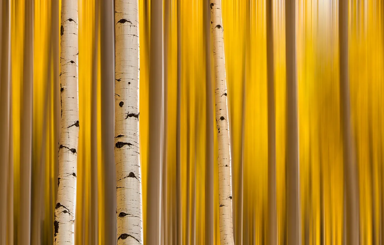 Photo wallpaper autumn, nature, birch