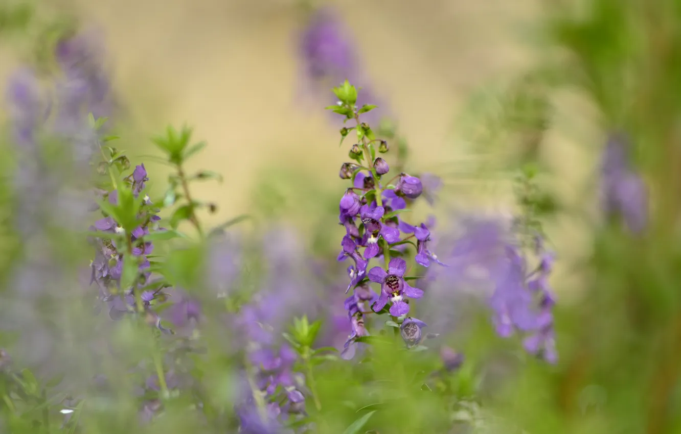 Photo wallpaper flowers, background, blur, lilac