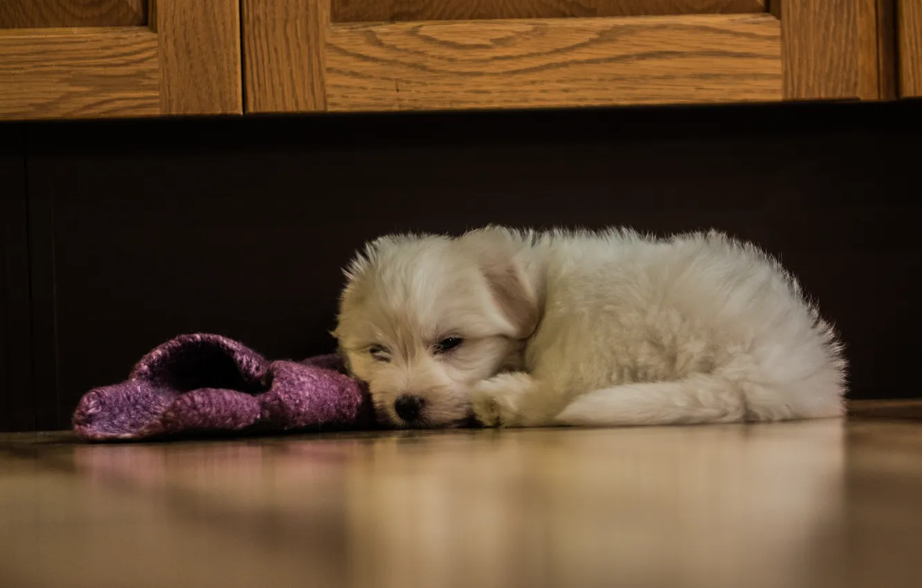 Photo wallpaper dog, puppy, hidden, lazy