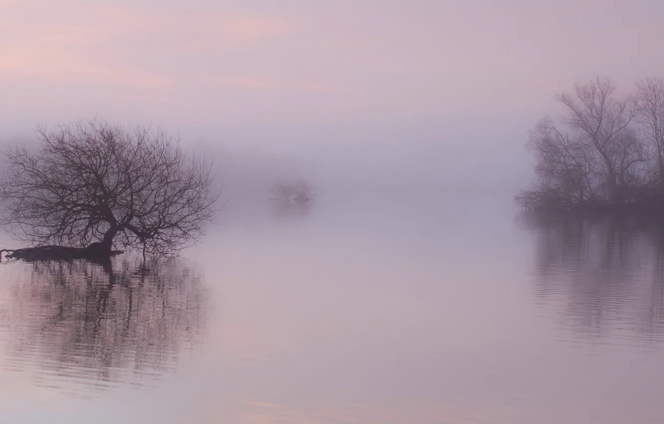 Photo wallpaper water, trees, fog, lake, reflection, ruffle, morning