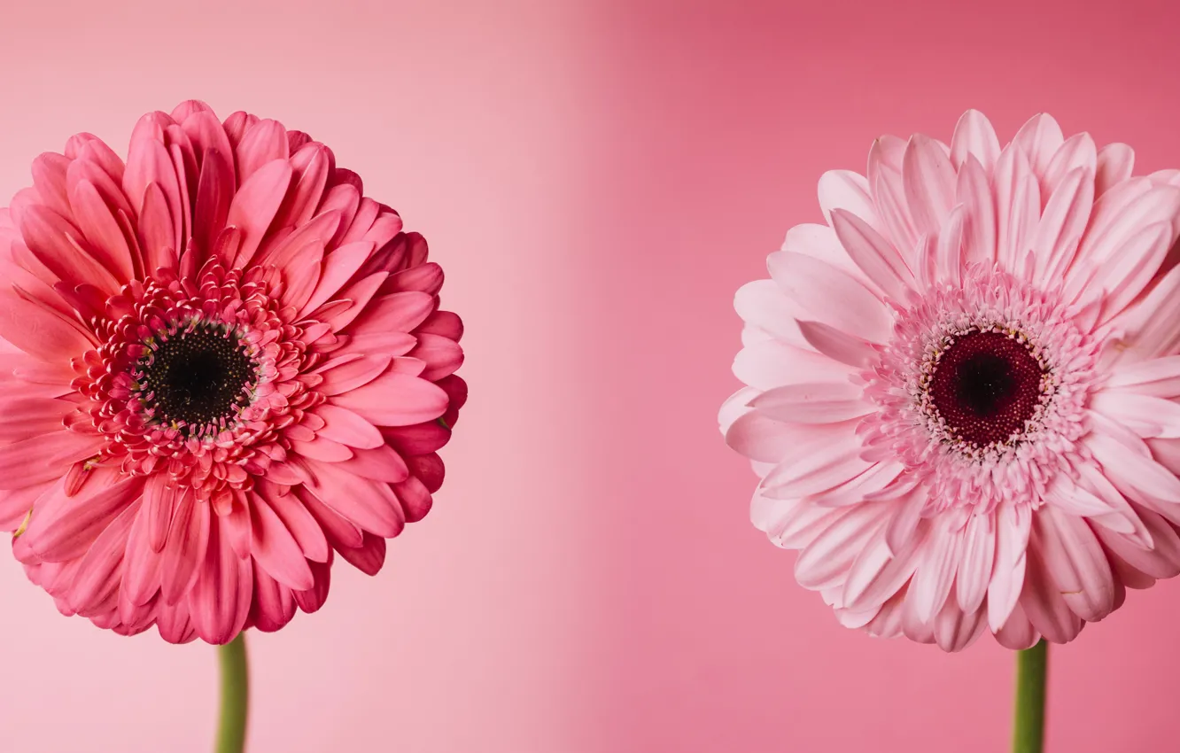 Photo wallpaper flowers, background, gerbera