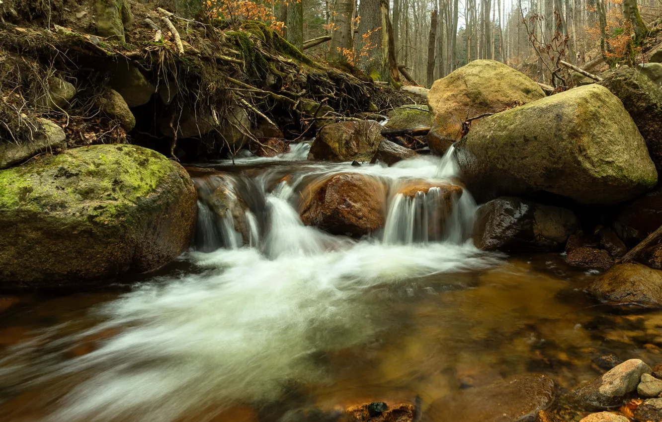 Photo wallpaper forest, stones, Germany, river