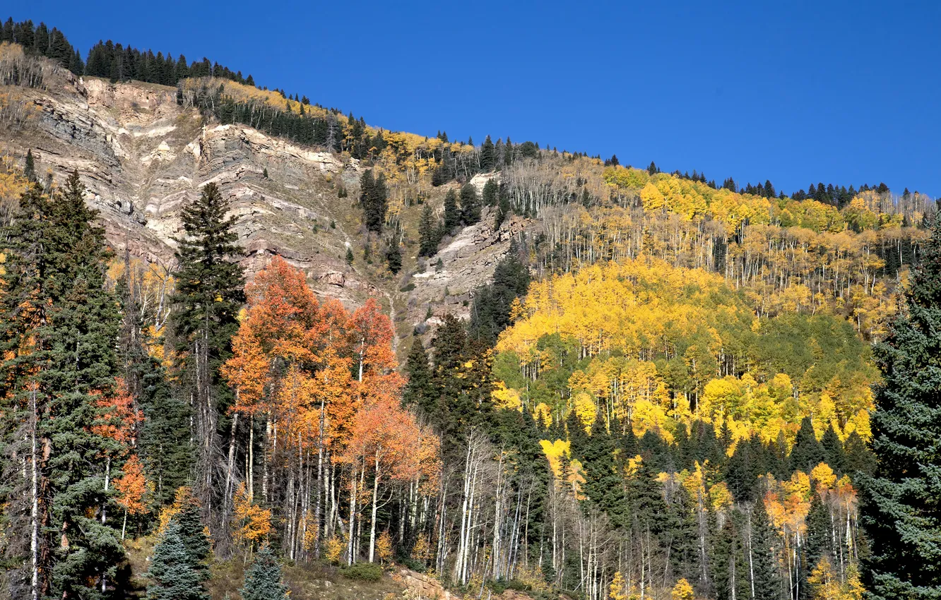 Photo wallpaper autumn, forest, mountains, blue, slope
