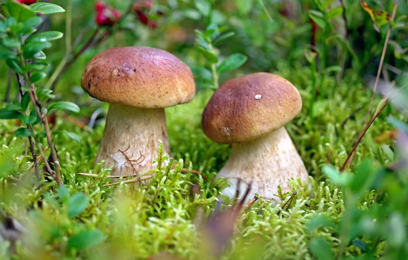 Photo wallpaper mushrooms, a couple, Borovik