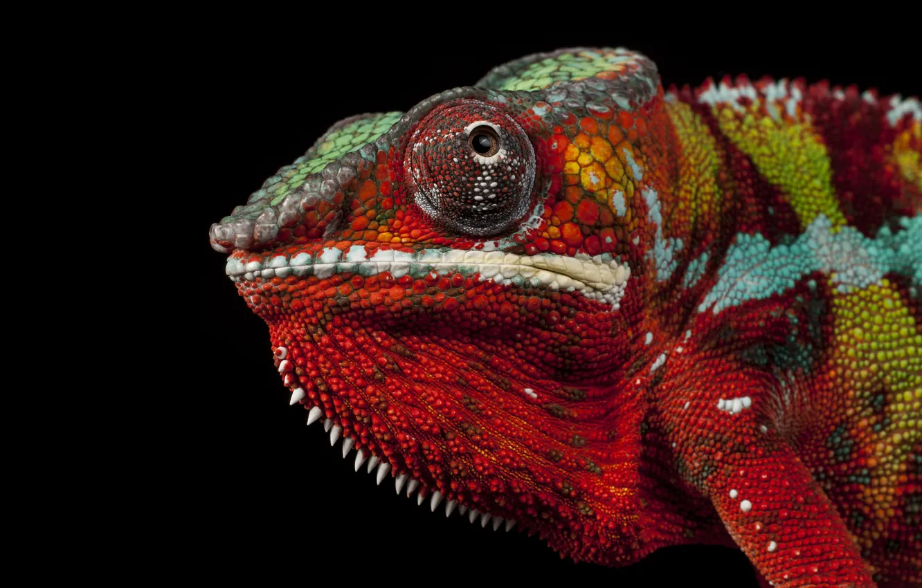Photo wallpaper look, red, chameleon