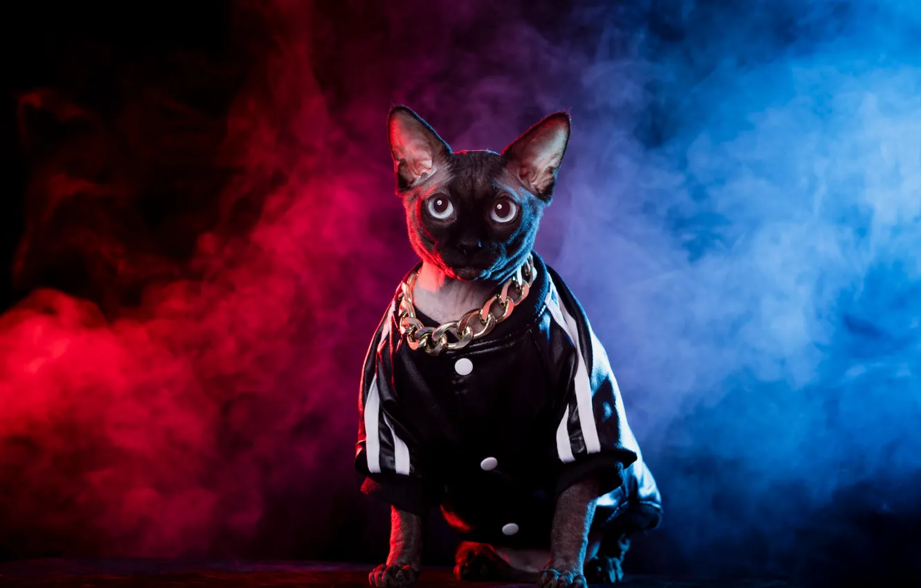 Photo wallpaper cat, cat, look, light, blue, red, pose, fog