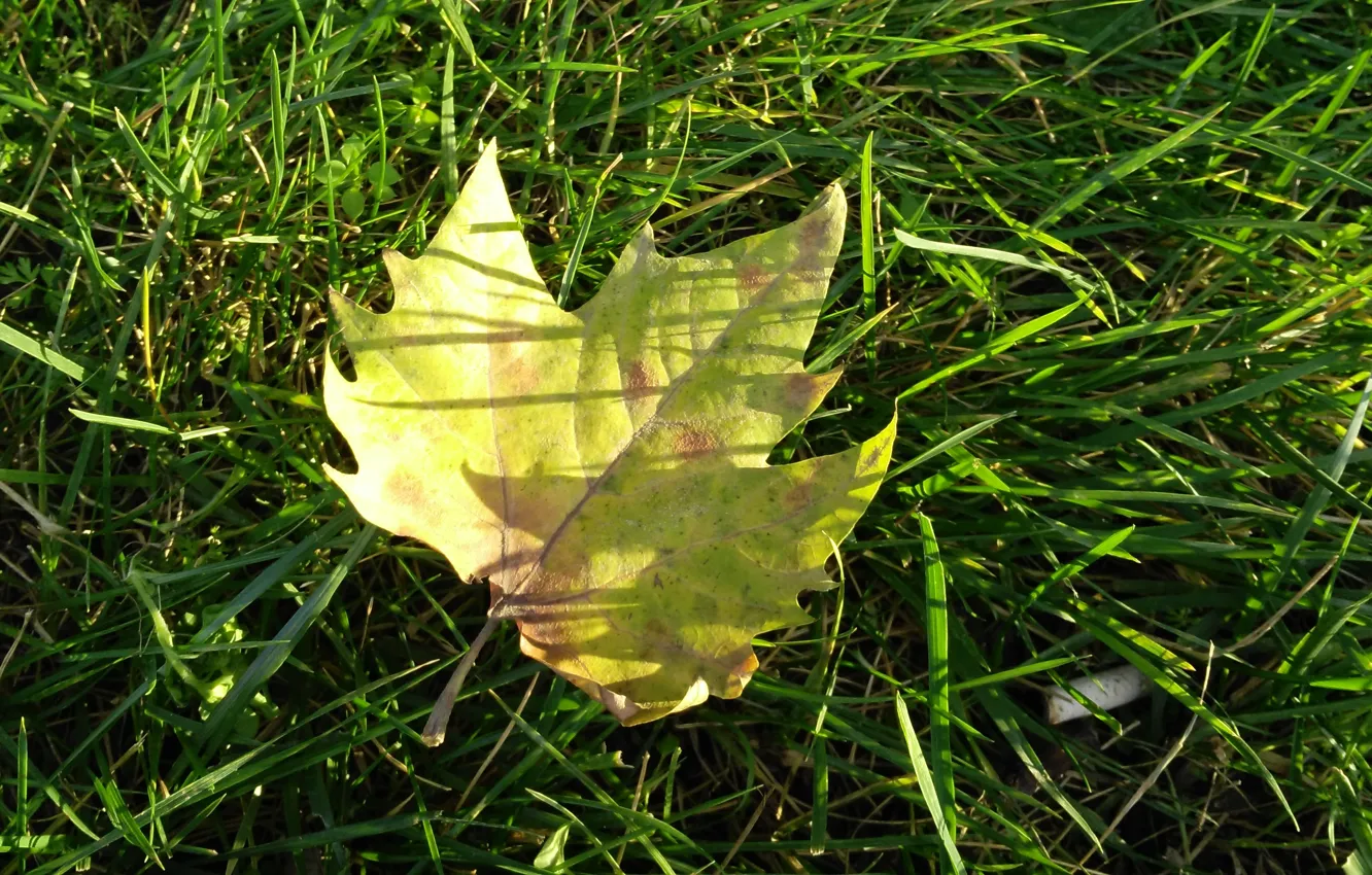 Photo wallpaper autumn, grass, leaves, macro, grass, autumn, macro, leav