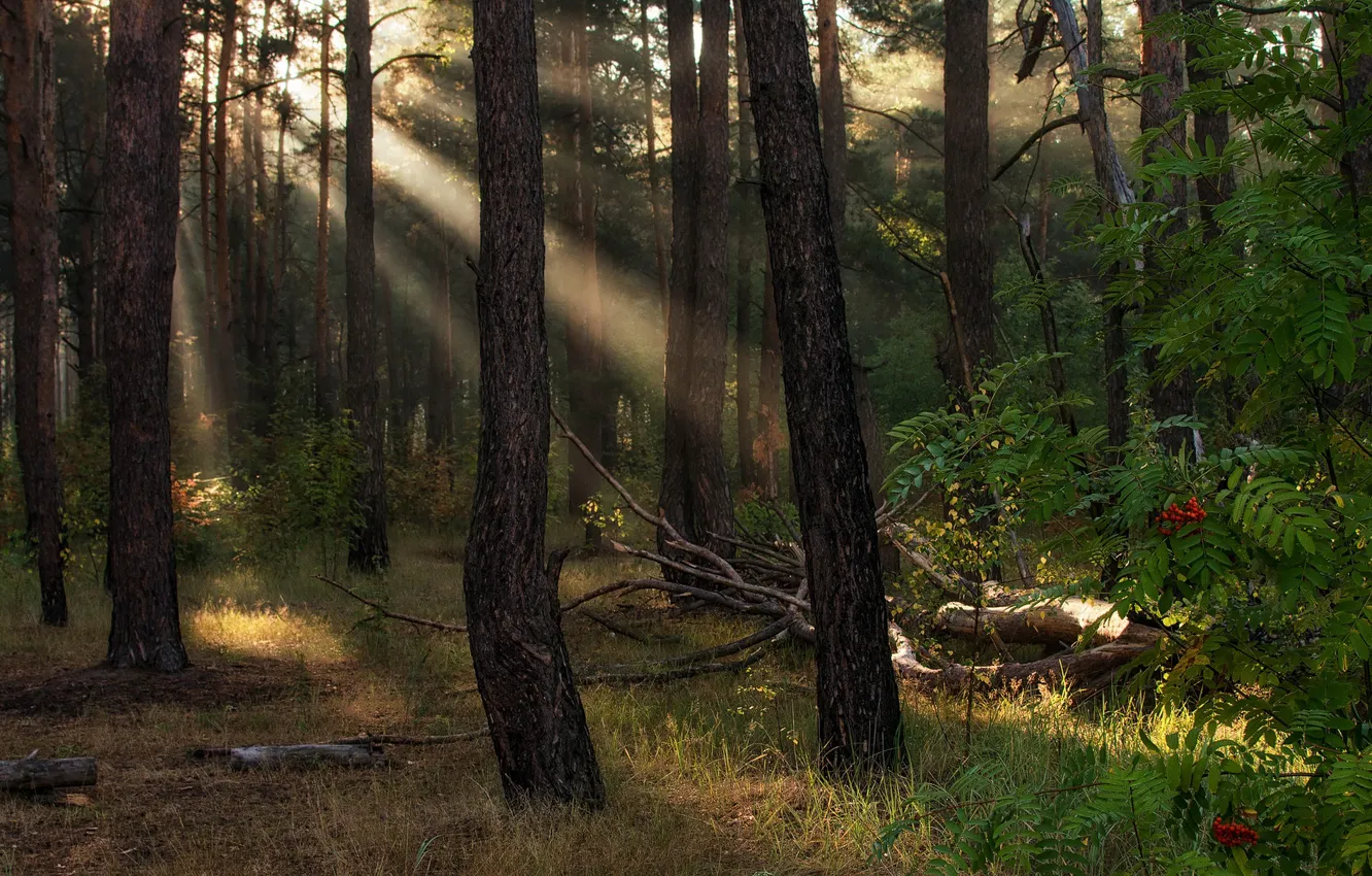 Photo wallpaper autumn, forest, rays, light, trees, branches, fog, trunk