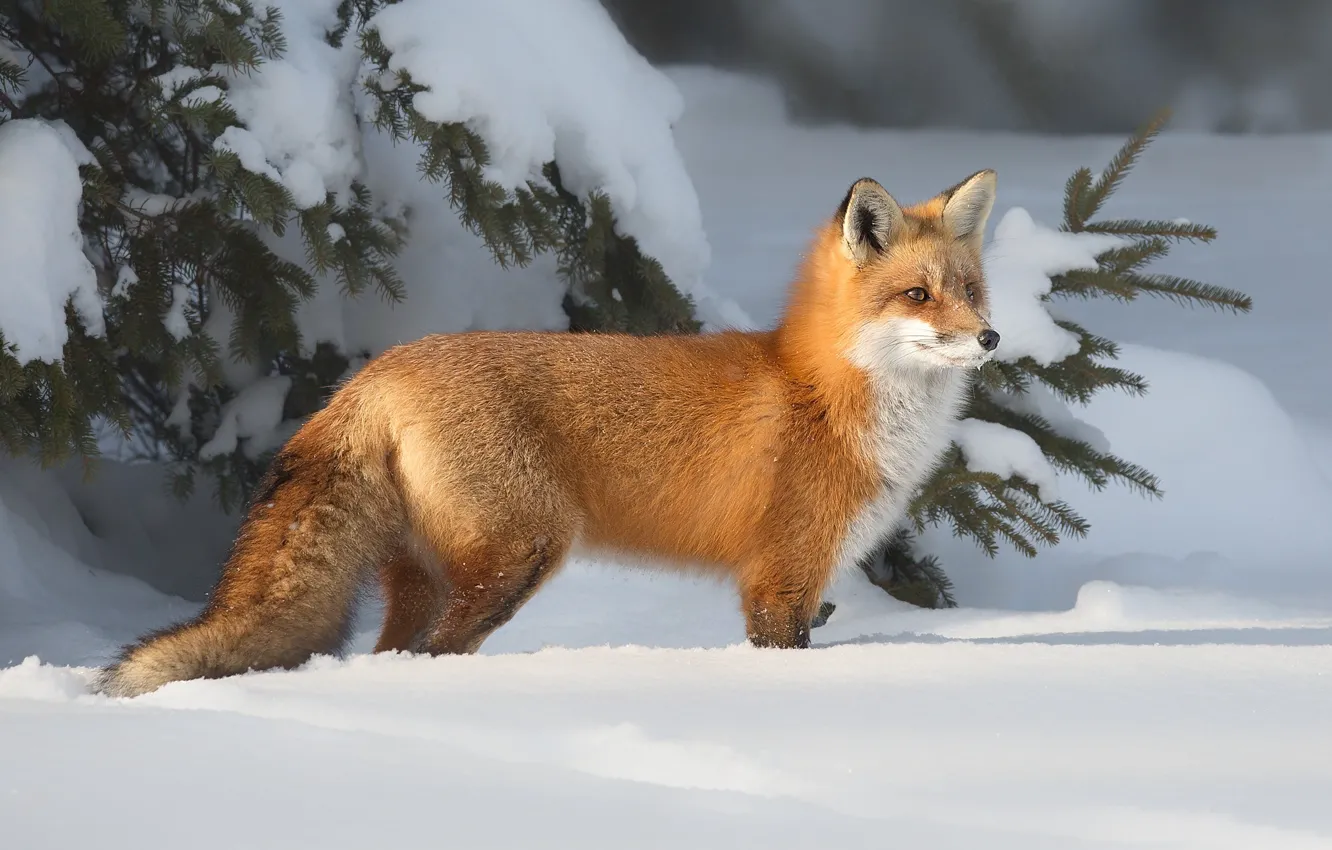 Photo wallpaper winter, light, snow, branches, nature, spruce, Fox, the snow