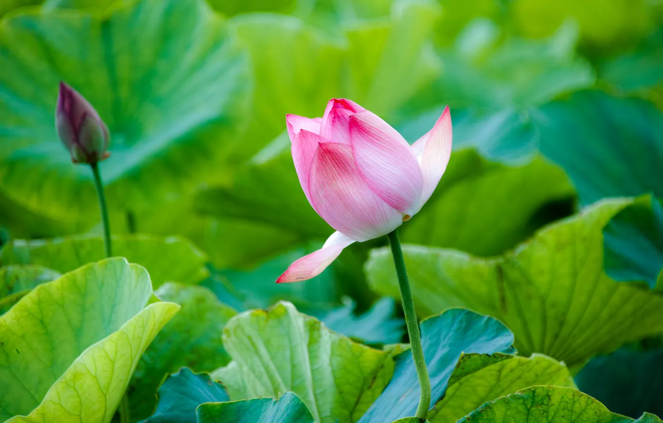 Photo wallpaper buds, Lotus, leaves, pink