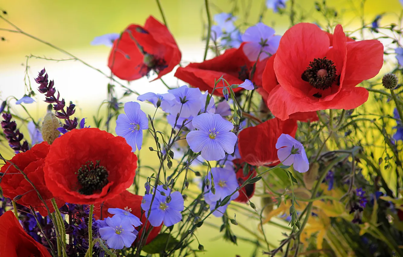 Photo wallpaper flowers, Maki, len