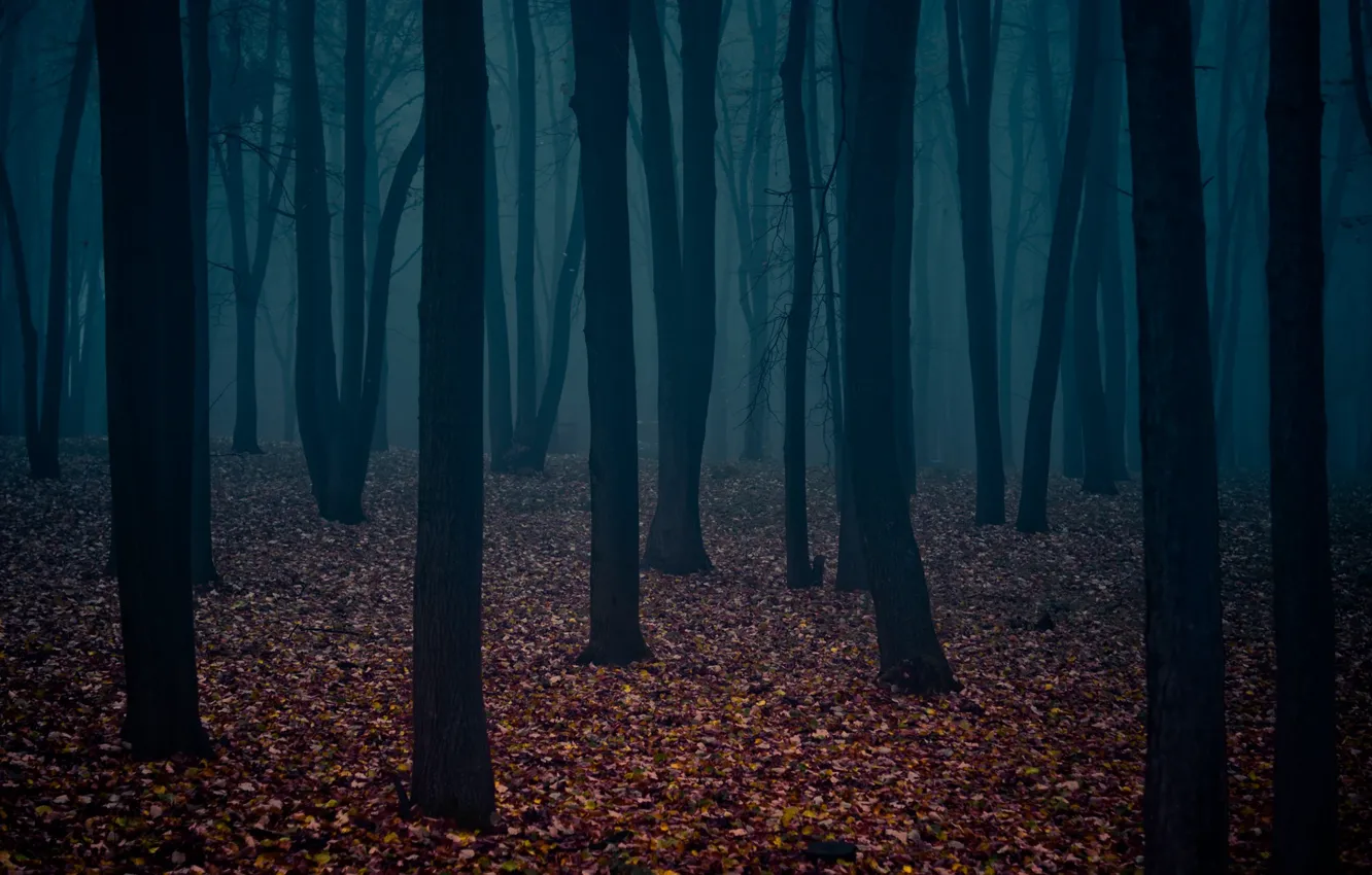 Photo wallpaper leaves, dark forest, the trunks of the trees