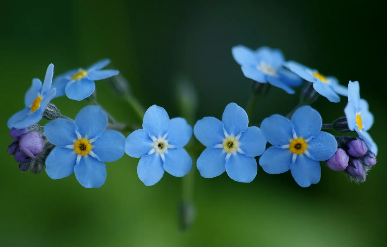Photo wallpaper macro, flowers, nature, plants, blue, blue, forget-me-nots