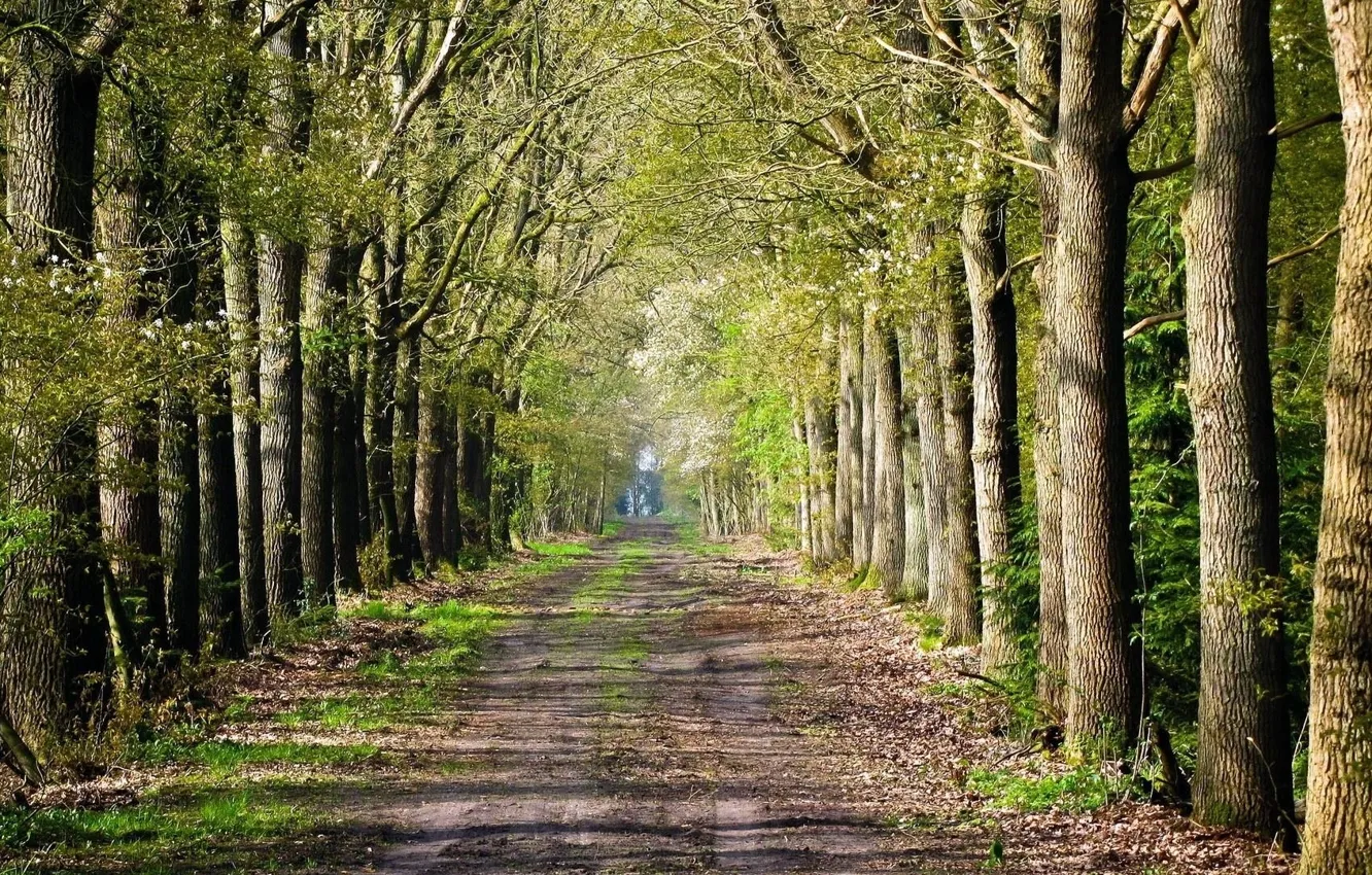 Photo wallpaper road, forest, trees, road inside trees