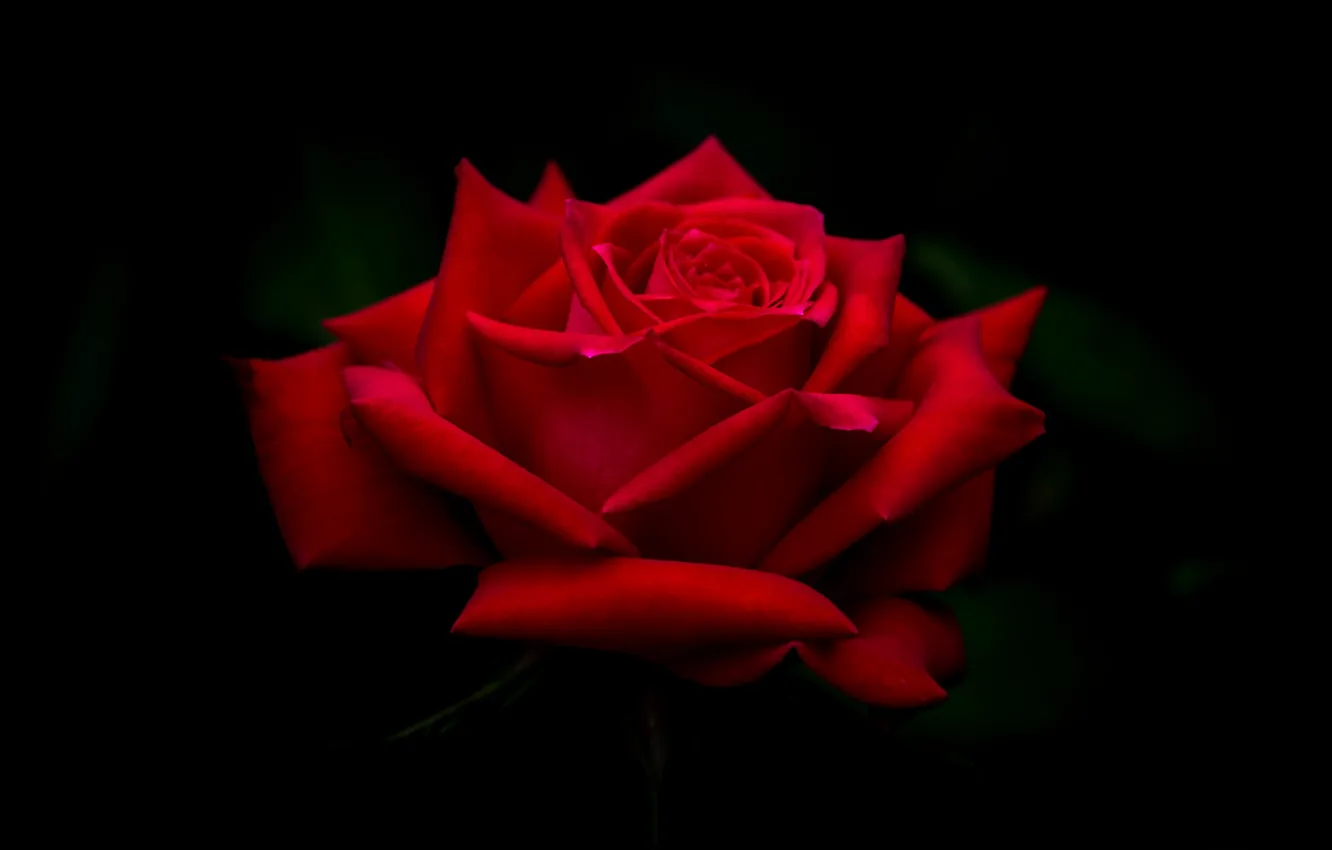 Photo wallpaper red, rose, beauty