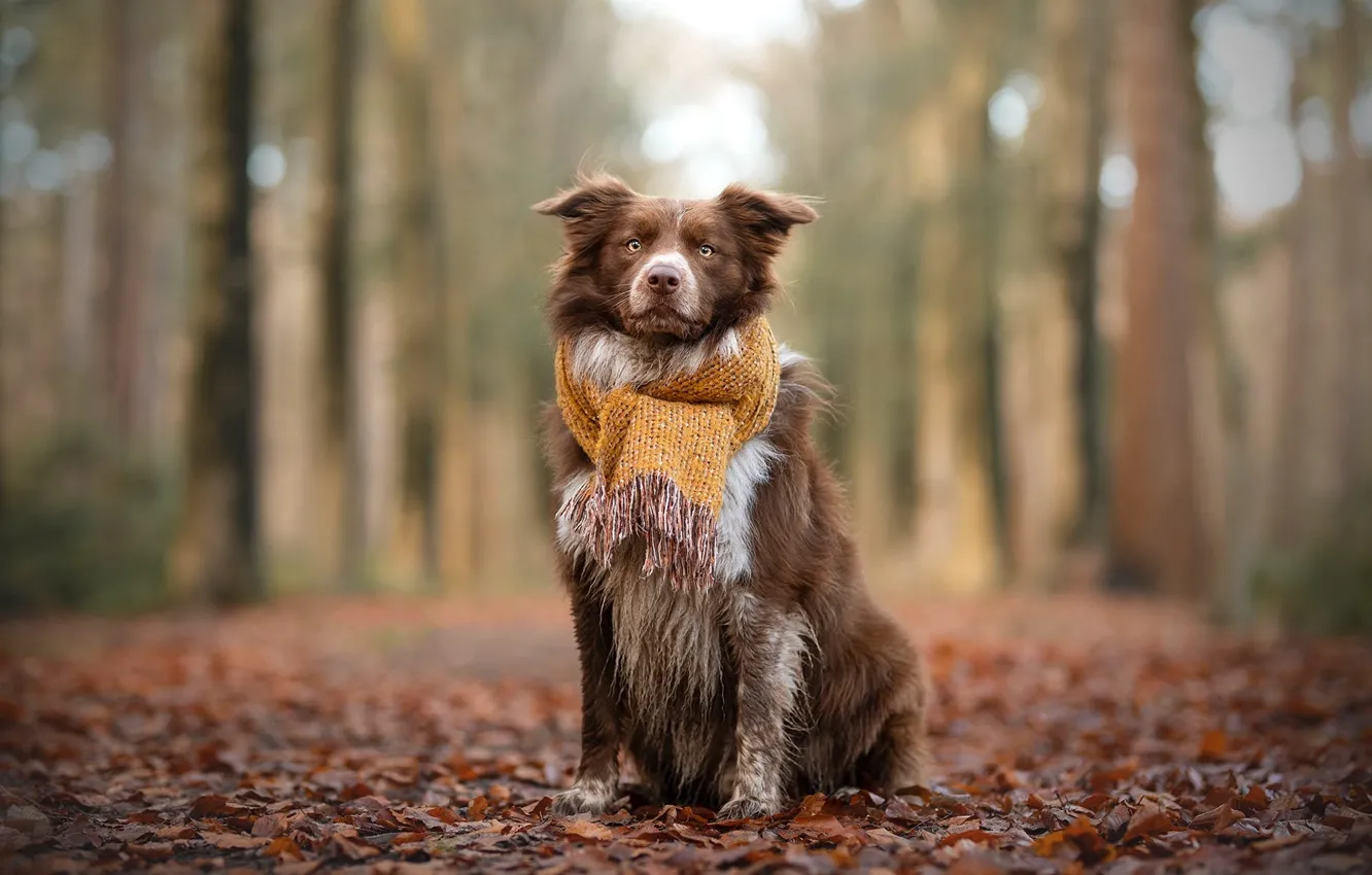 Photo wallpaper autumn, forest, trees, Park, foliage, dog, scarf, red