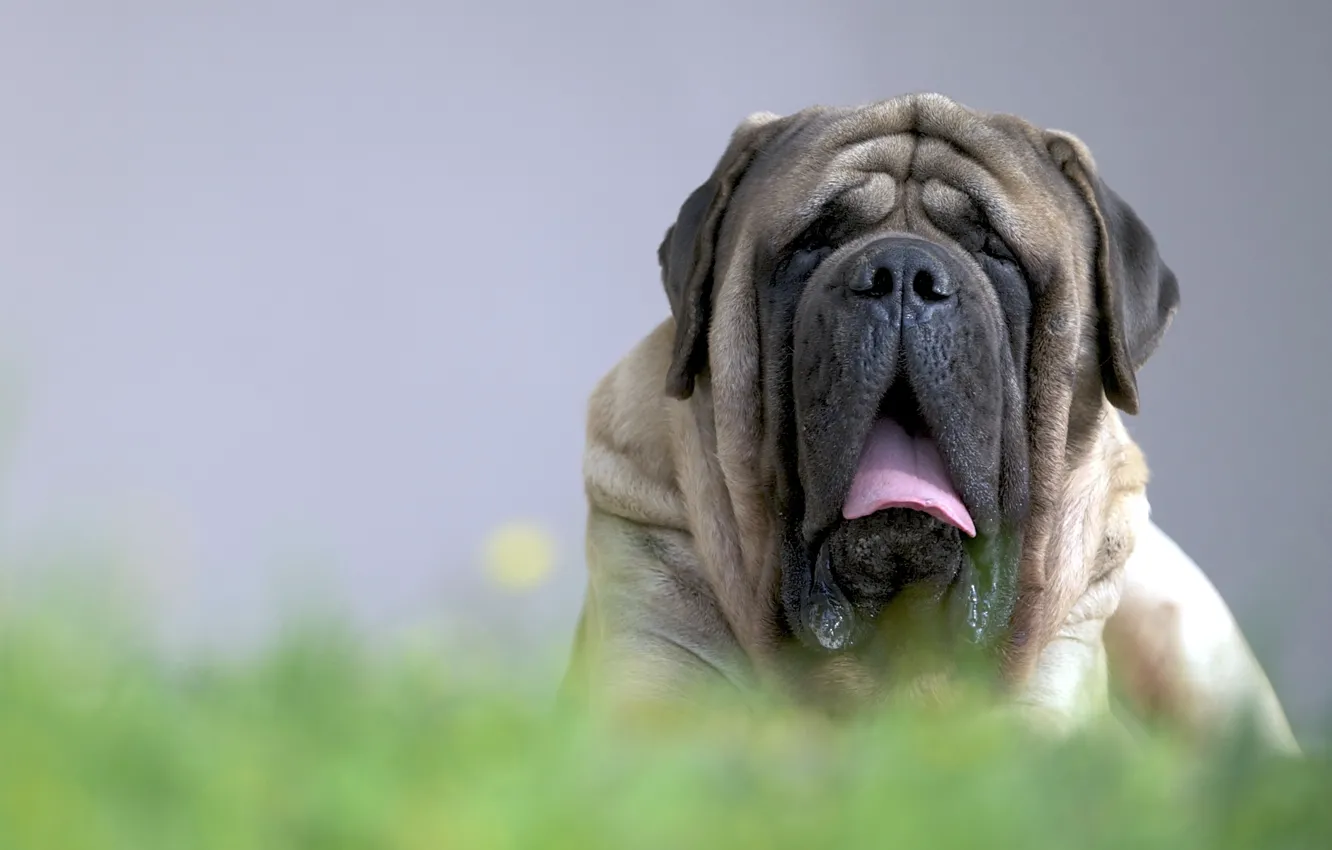 Photo wallpaper look, each, dog, English Mastiff