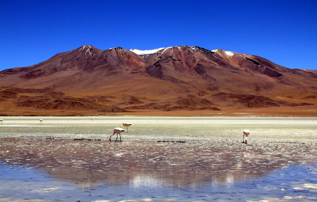 Photo wallpaper Flamingo, salt marshes, Bolivia