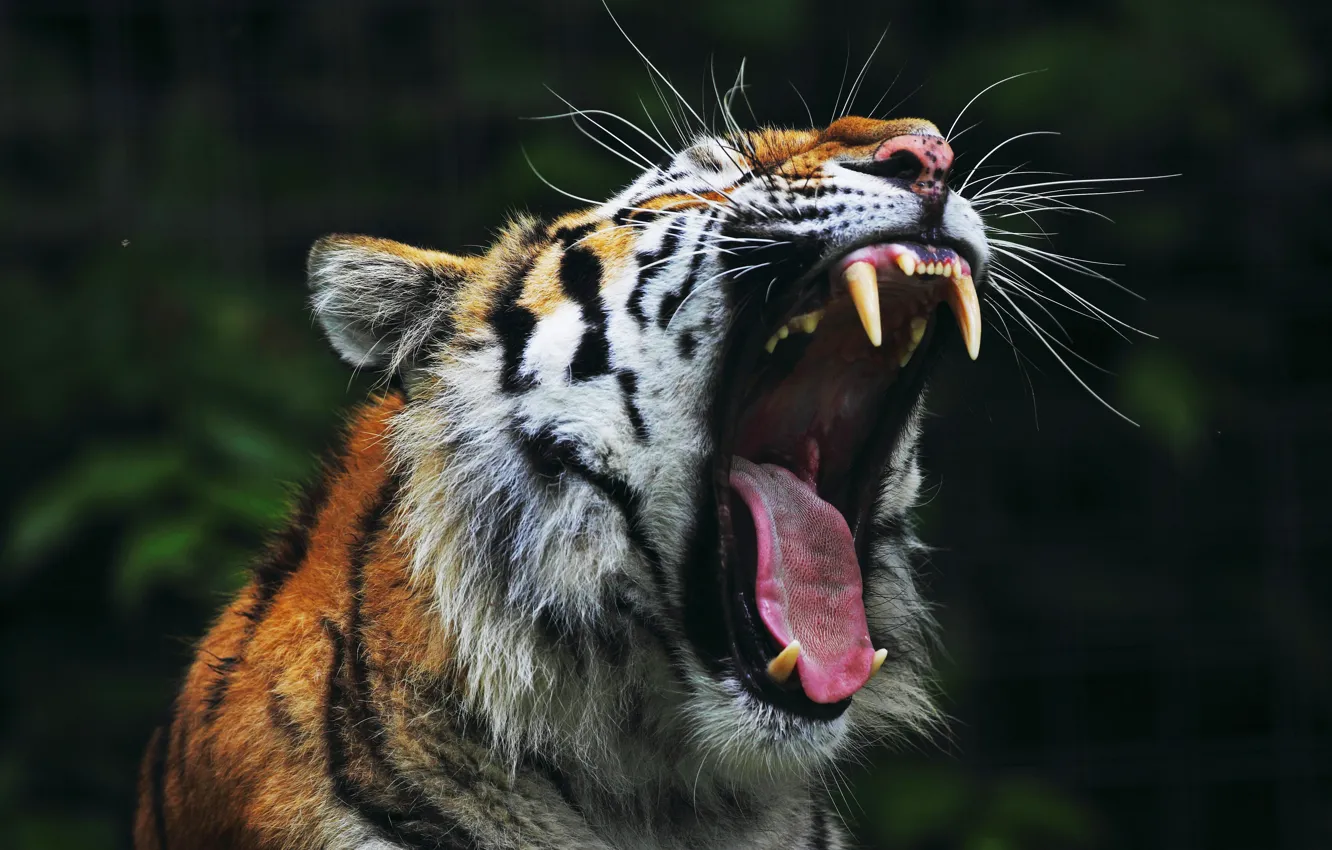 Photo wallpaper tiger, mouth, fangs