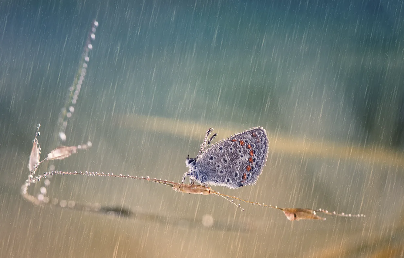 Photo wallpaper drops, glare, rain, butterfly, a blade of grass