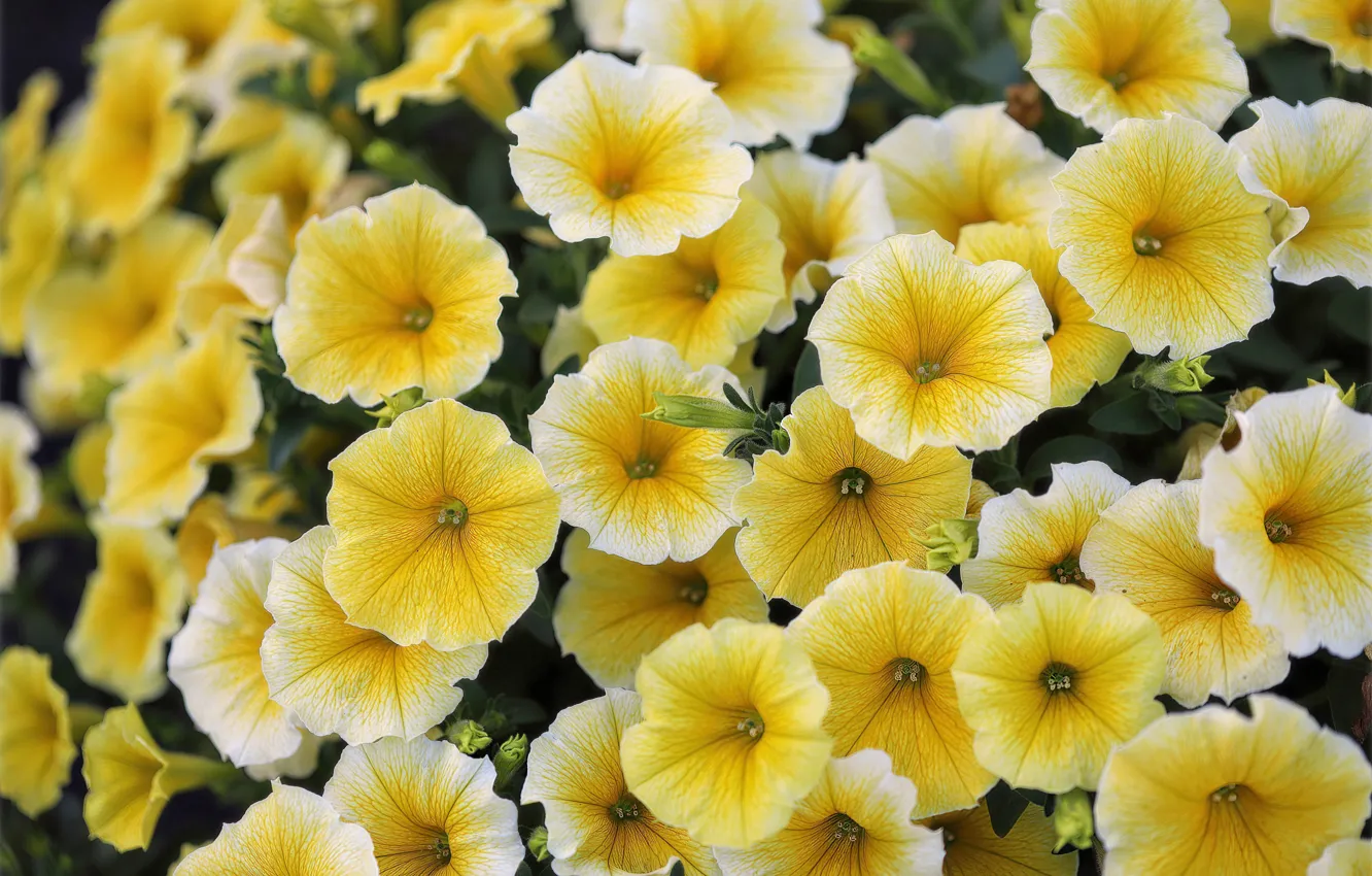 Photo wallpaper flowers, yellow, Petunia