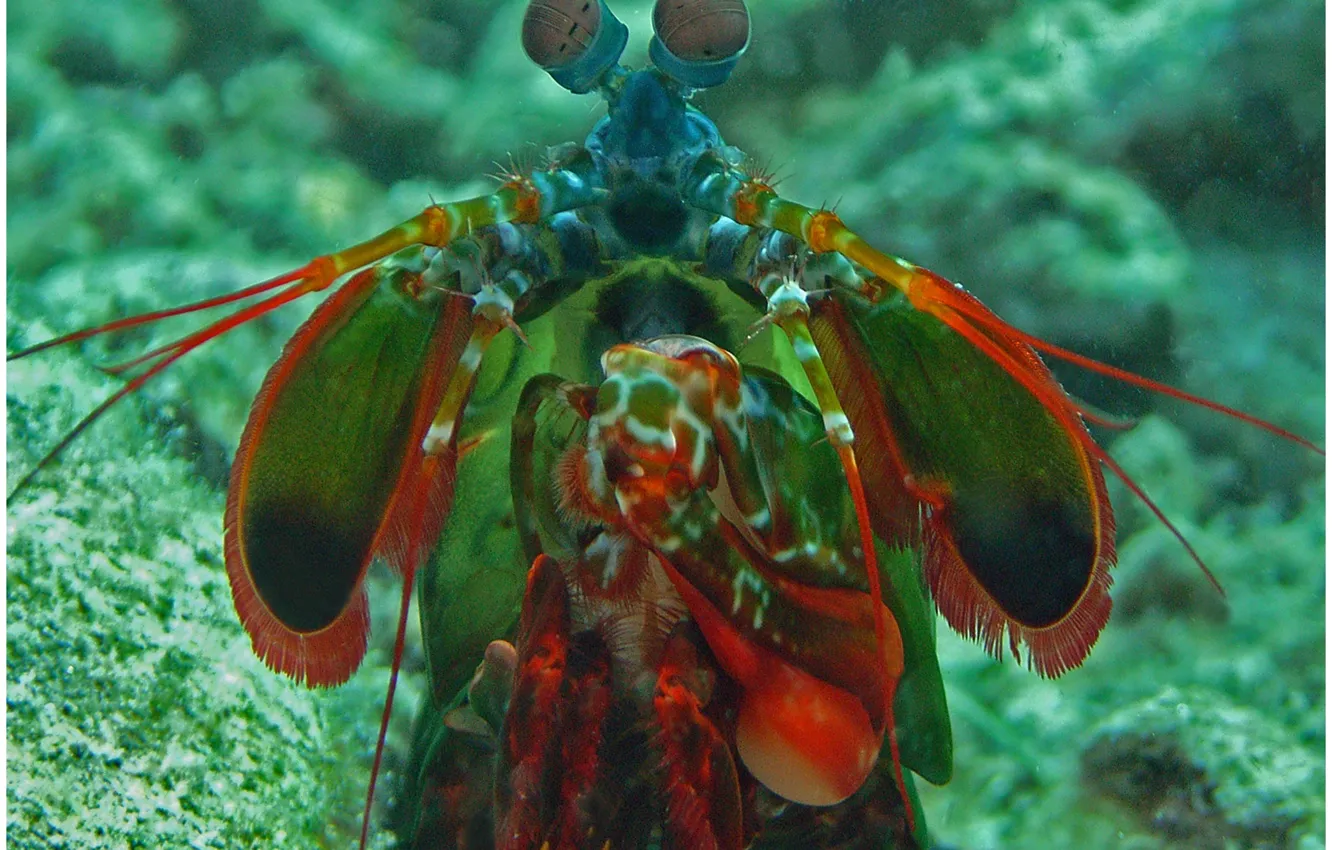 Photo wallpaper underwater, sea, ocean, marine, animal, funny, Mantis, behavior