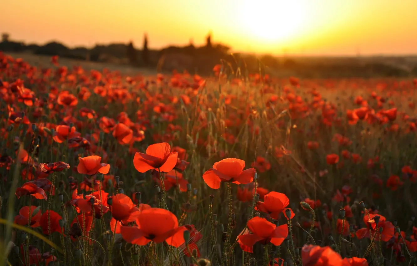 Photo wallpaper landscape, sunset, Maki