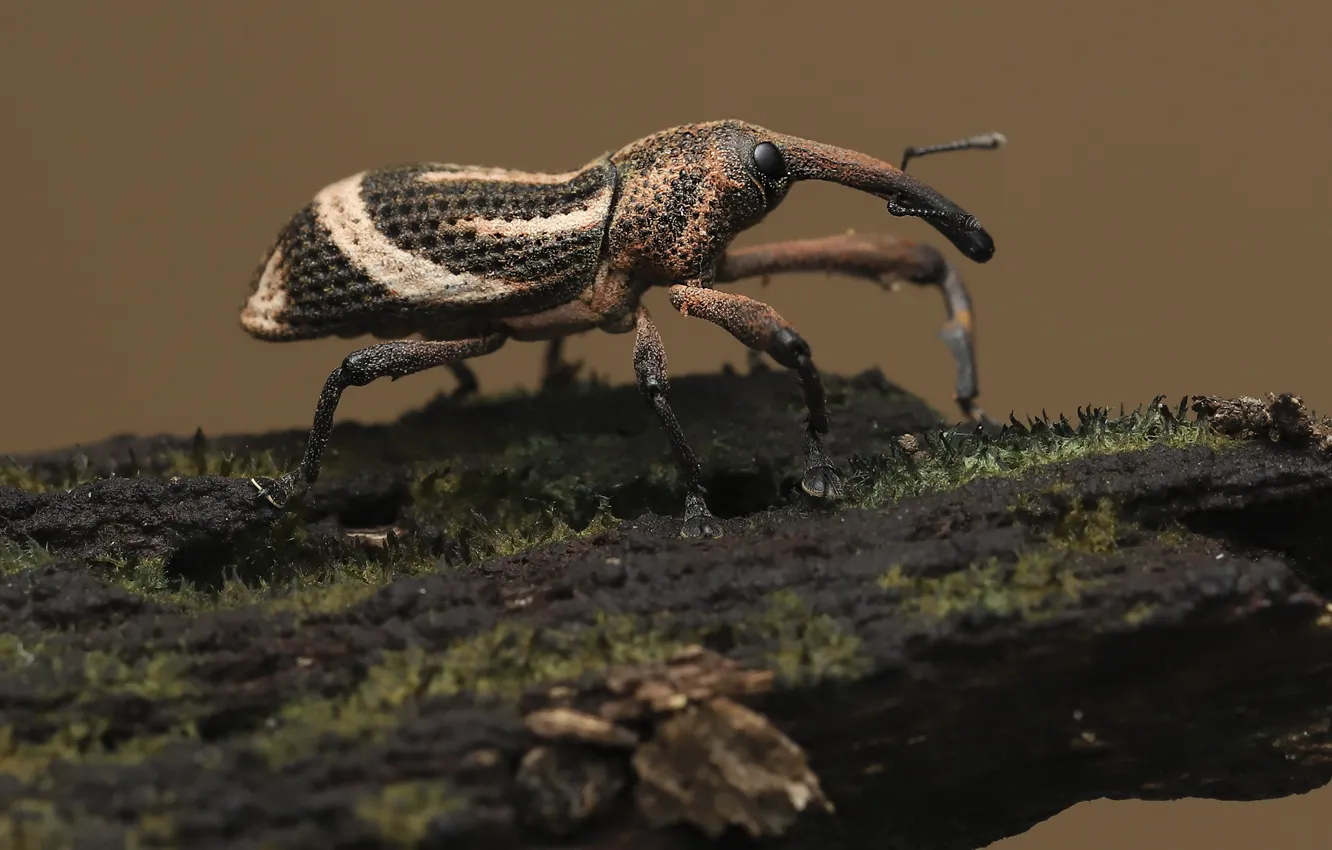 Photo wallpaper macro, beetle, bark, weevil