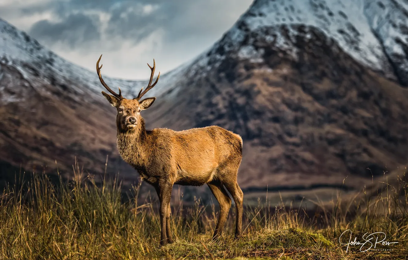 Photo wallpaper mountains, deer, Scotland, Reindeer, photographer John & Pou, A Scottish icon, unspoiled Glen Etive
