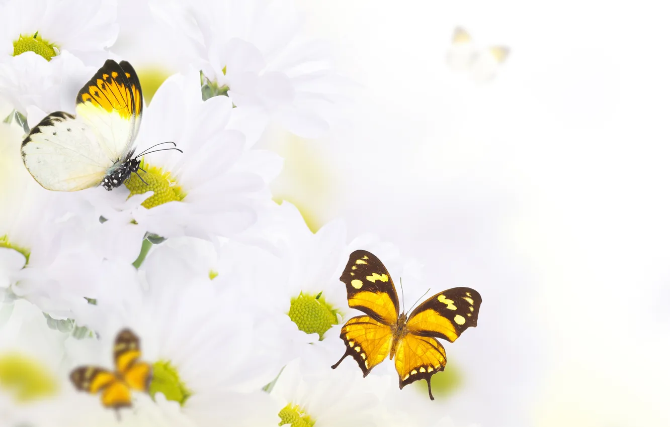 Photo wallpaper flowers, sprig, butterfly, leaf, flowers, leaves, butterflies, white chrysanthemums