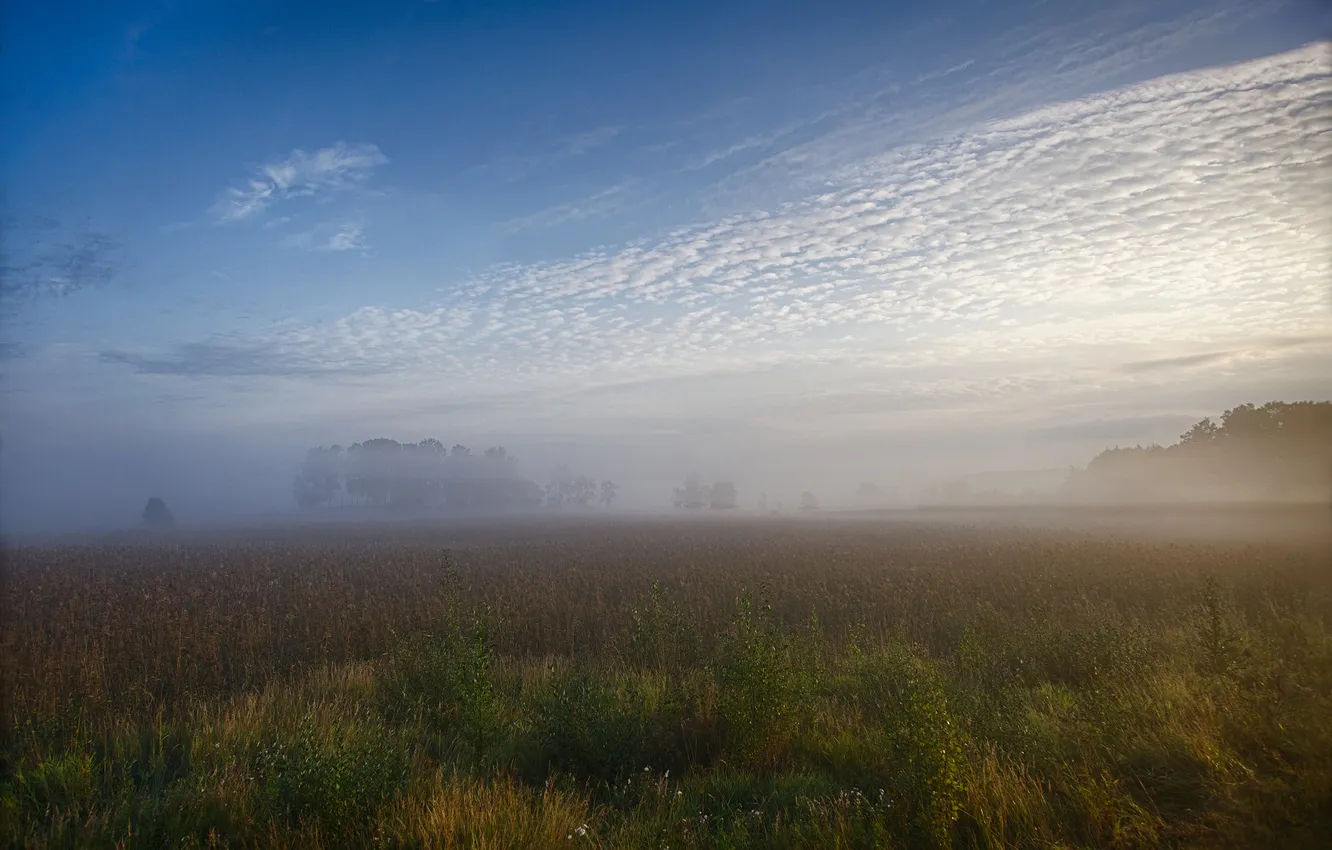 Photo wallpaper field, summer, trees, fog, morning