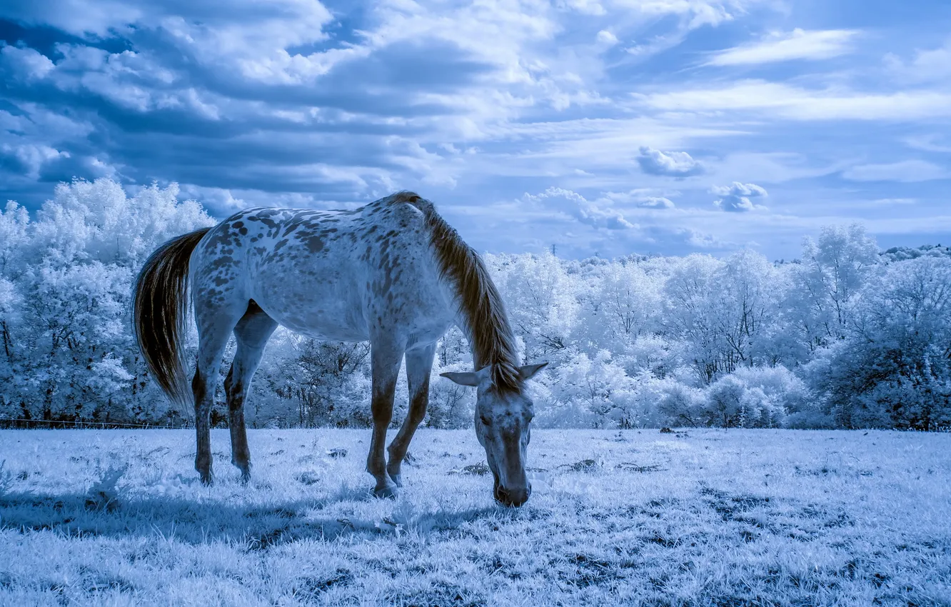 Photo wallpaper summer, nature, horse